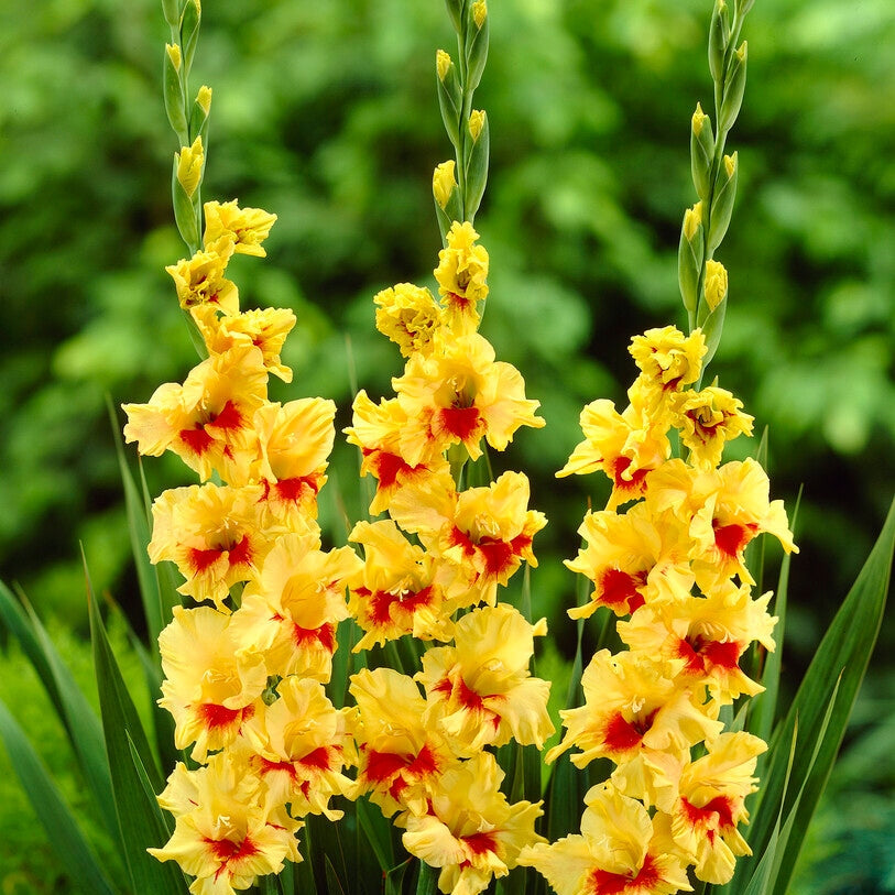 Gladiolus Jester 10-pakning